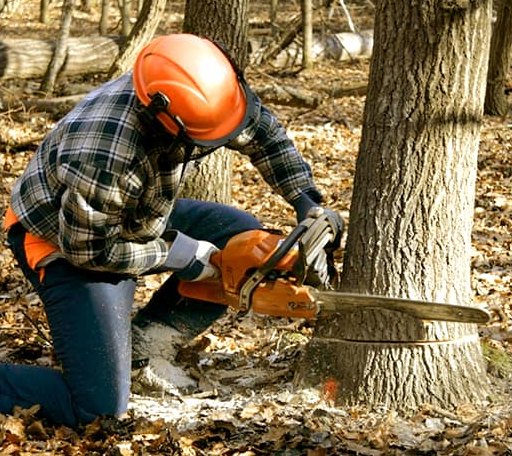 Tree Removal in Lucile, ID